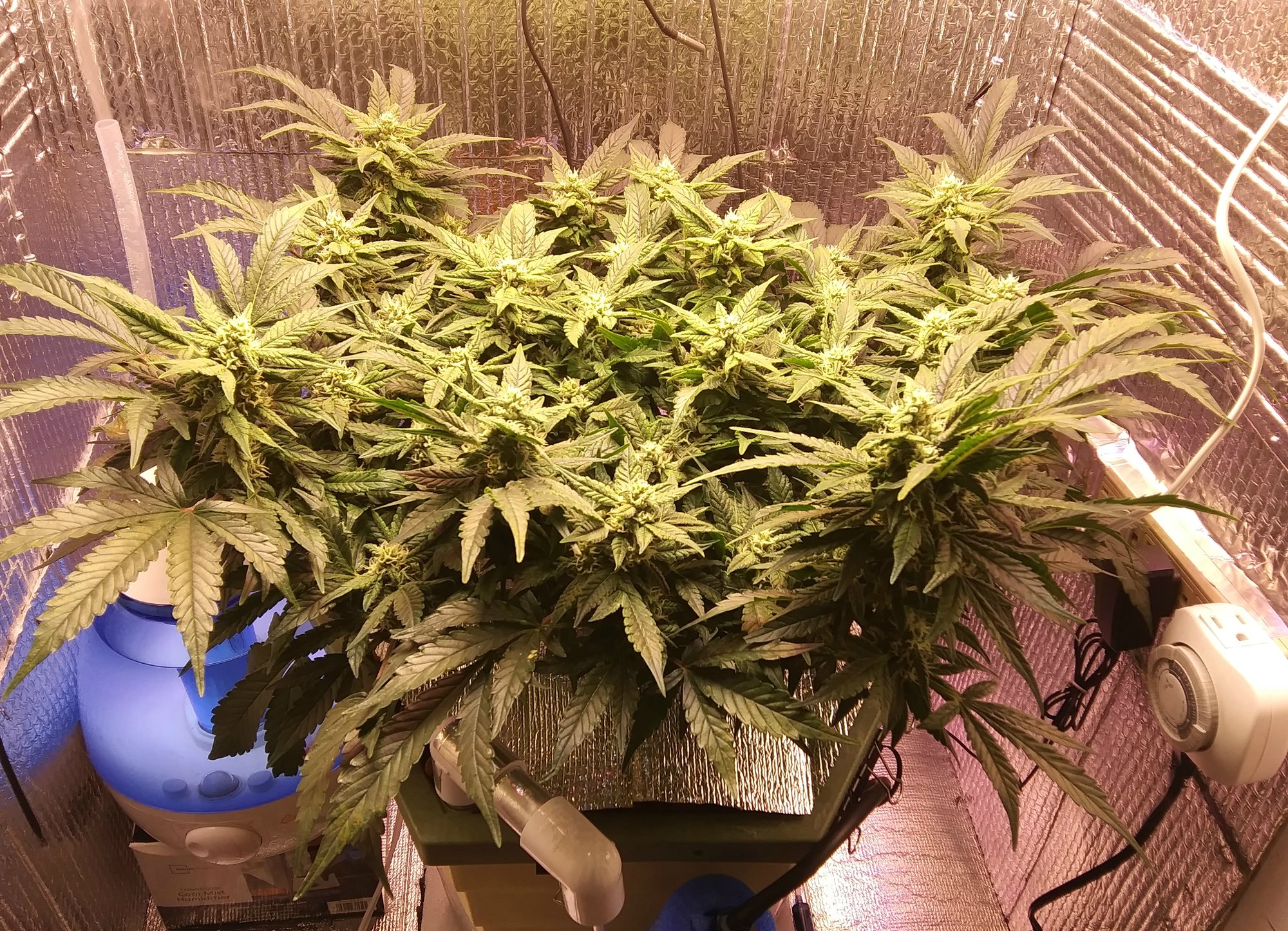 CBD Crack 3-24-20 Day 59 (1).jpg