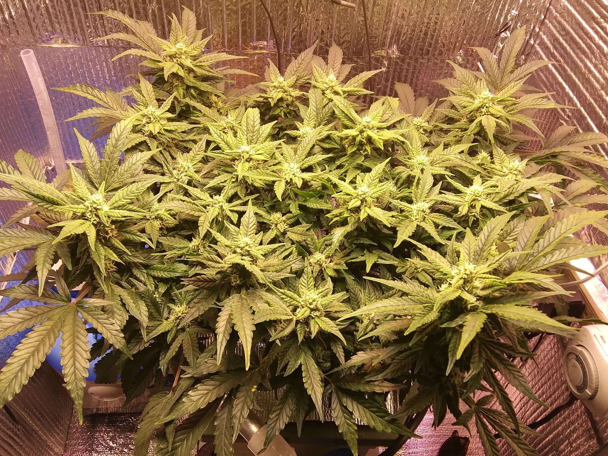 CBD Crack 3-24-20 Day 59 (4).jpg