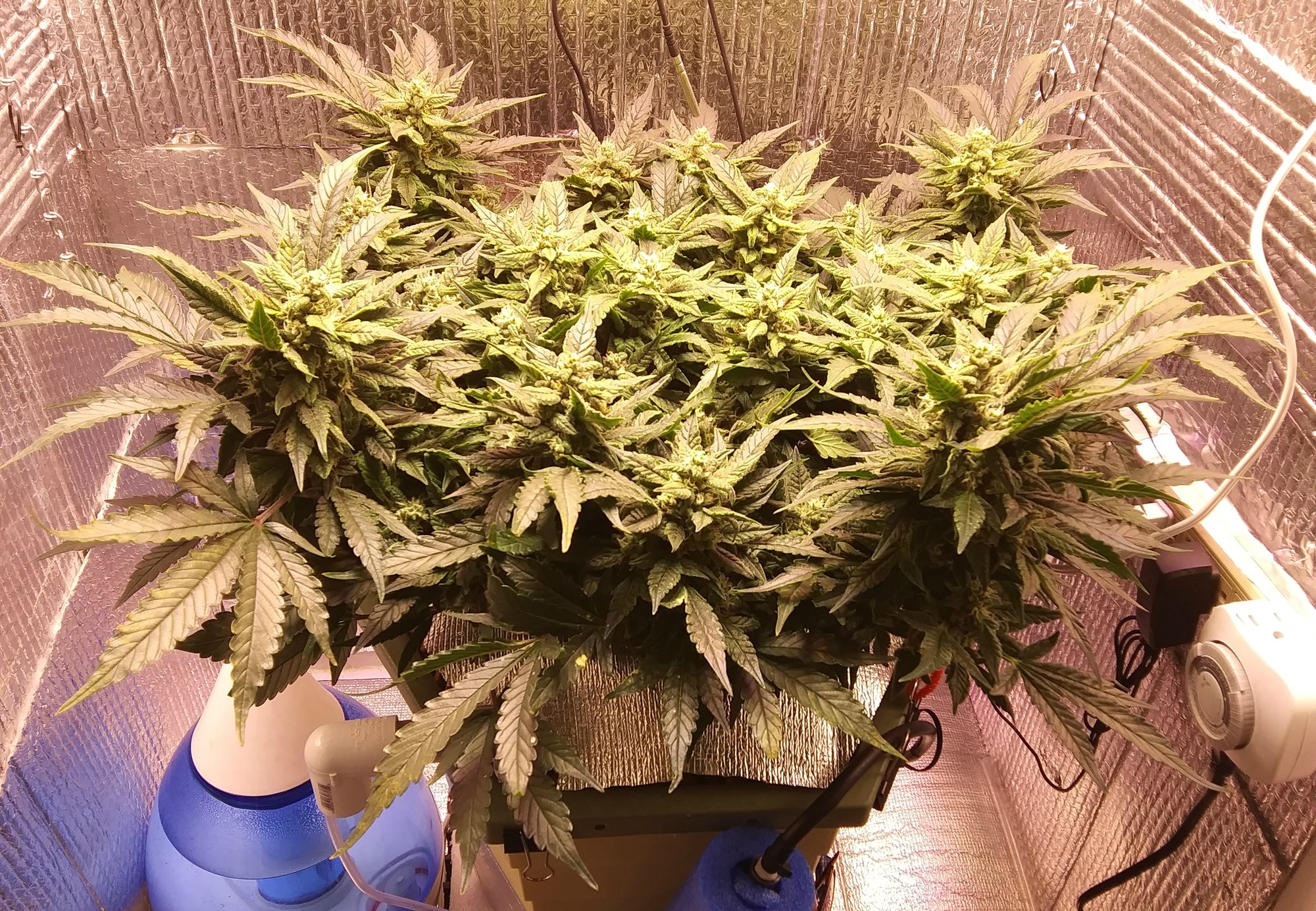 CBD Crack 4-2-20 Day 68 (1).jpg