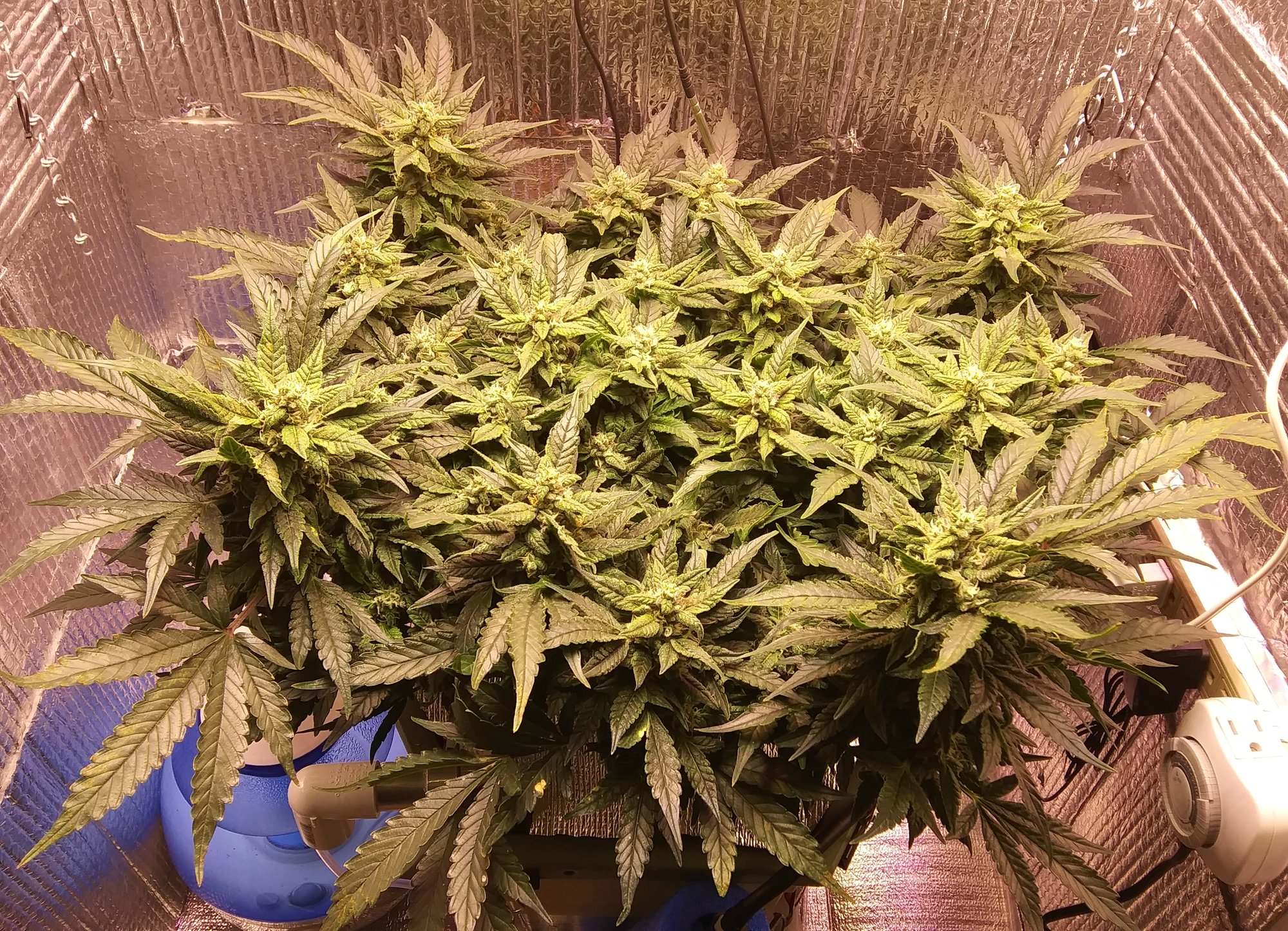 CBD Crack 4-2-20 Day 68 (4).jpg