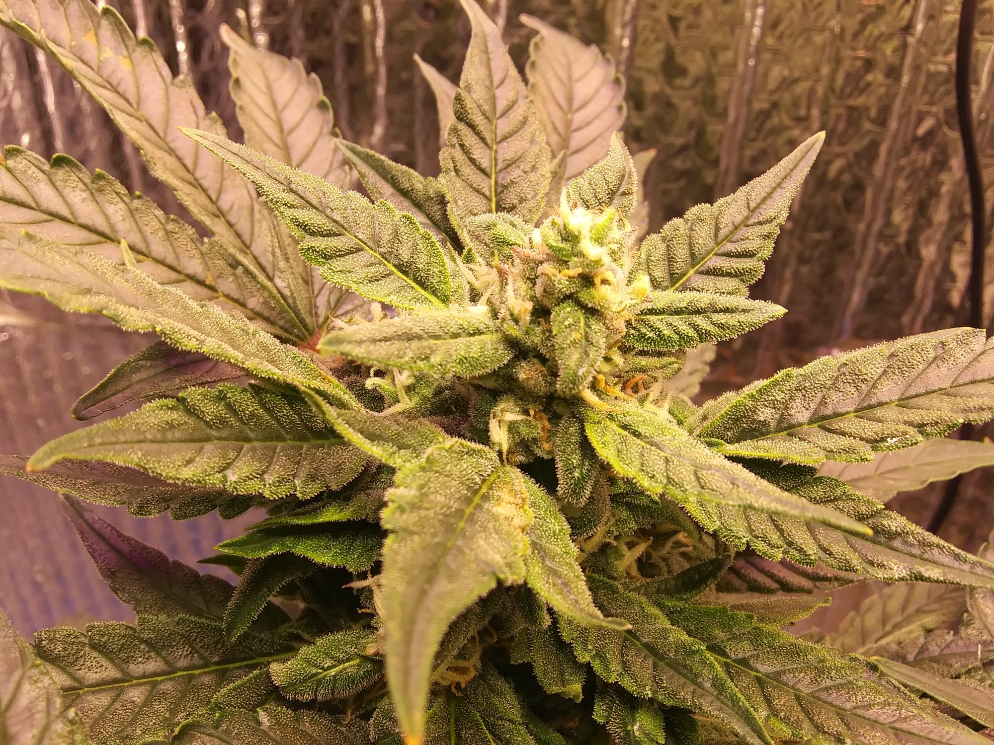 CBD Crack 4-2-20 Day 68 (7).jpg