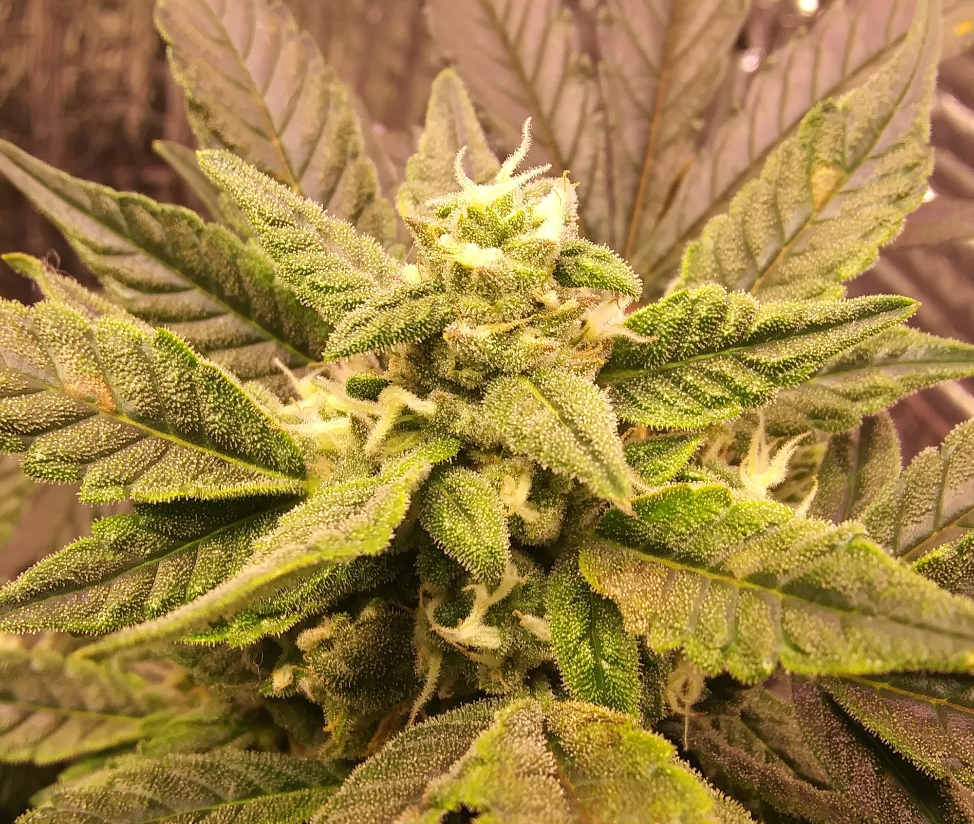 CBD Crack 4-2-20 Day 68 (8).jpg