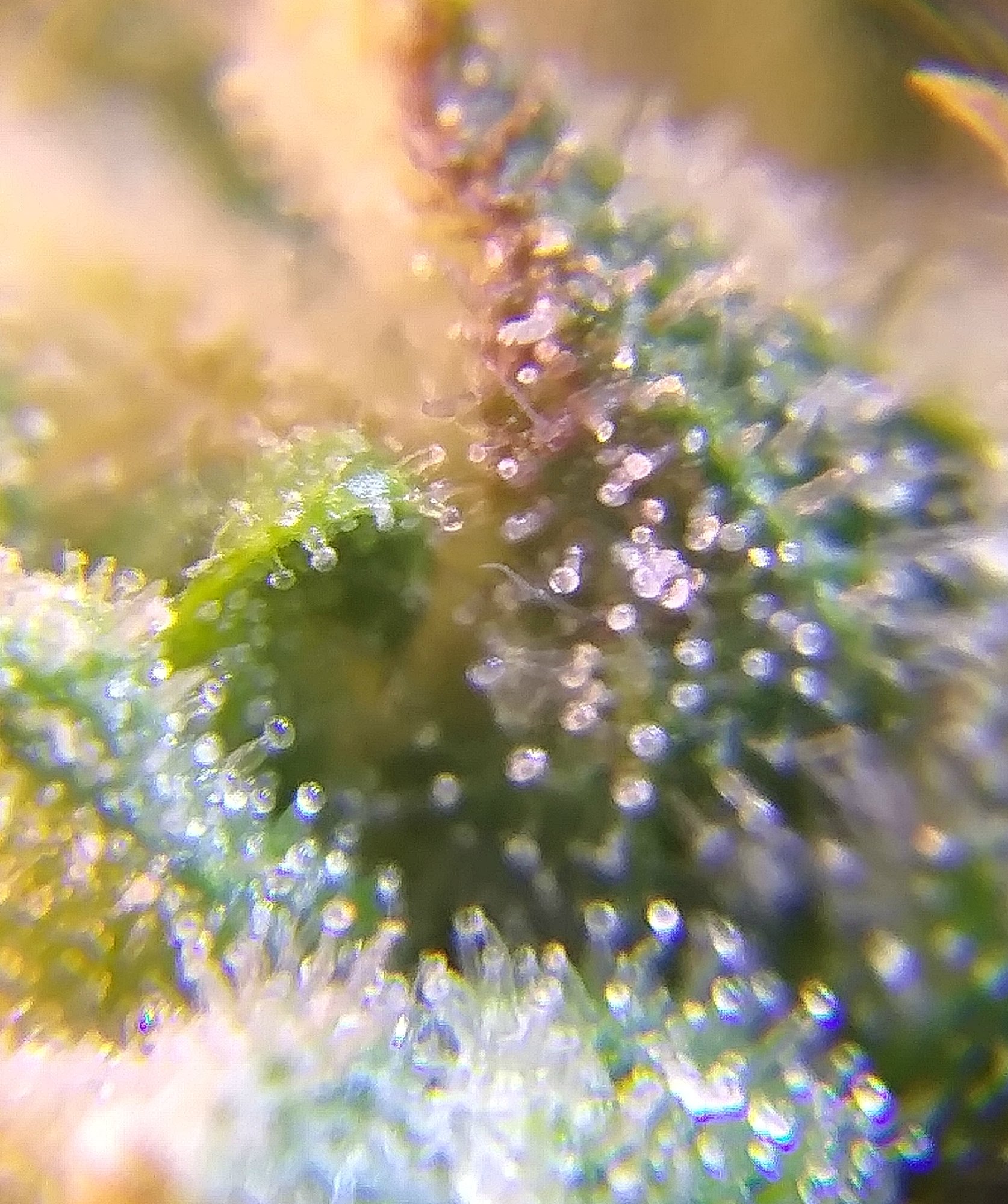 CBD Crack 4-2-20 Day 68 Trich Check (1).jpg