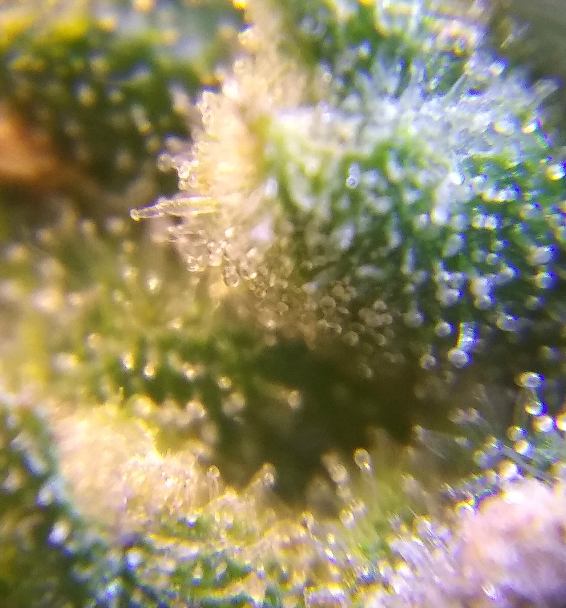 CBD Crack 4-2-20 Day 68 Trich Check (4).jpg