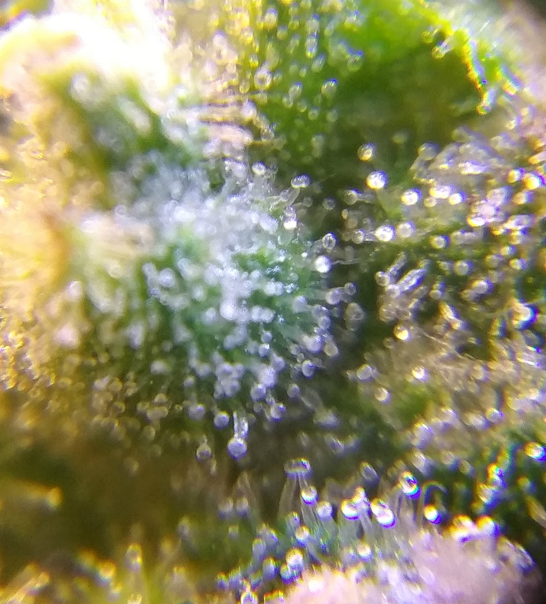 CBD Crack 4-2-20 Day 68 Trich Check (5).jpg