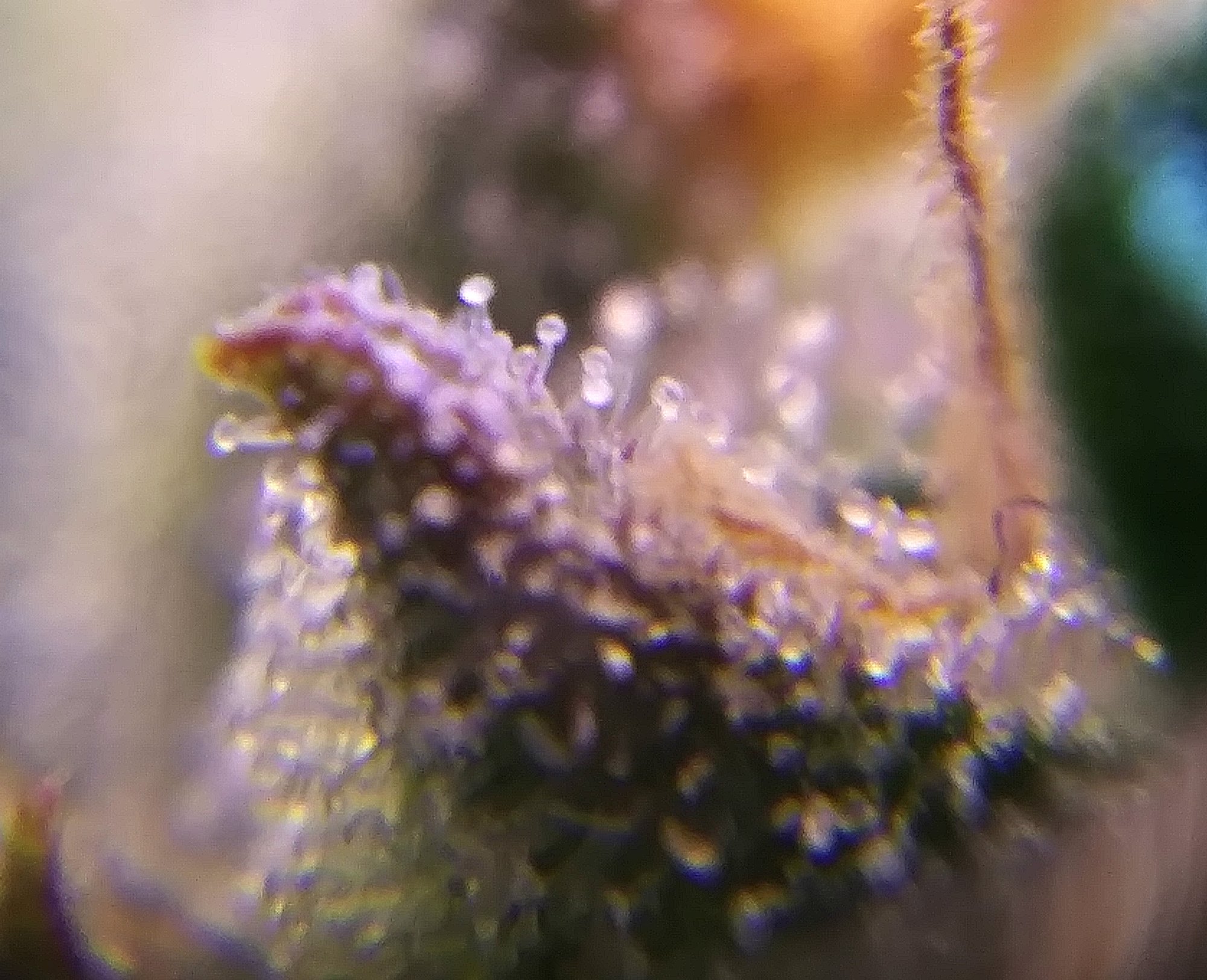 CBD Crack 4-5-20 Day 71 Trich Check (1).jpg