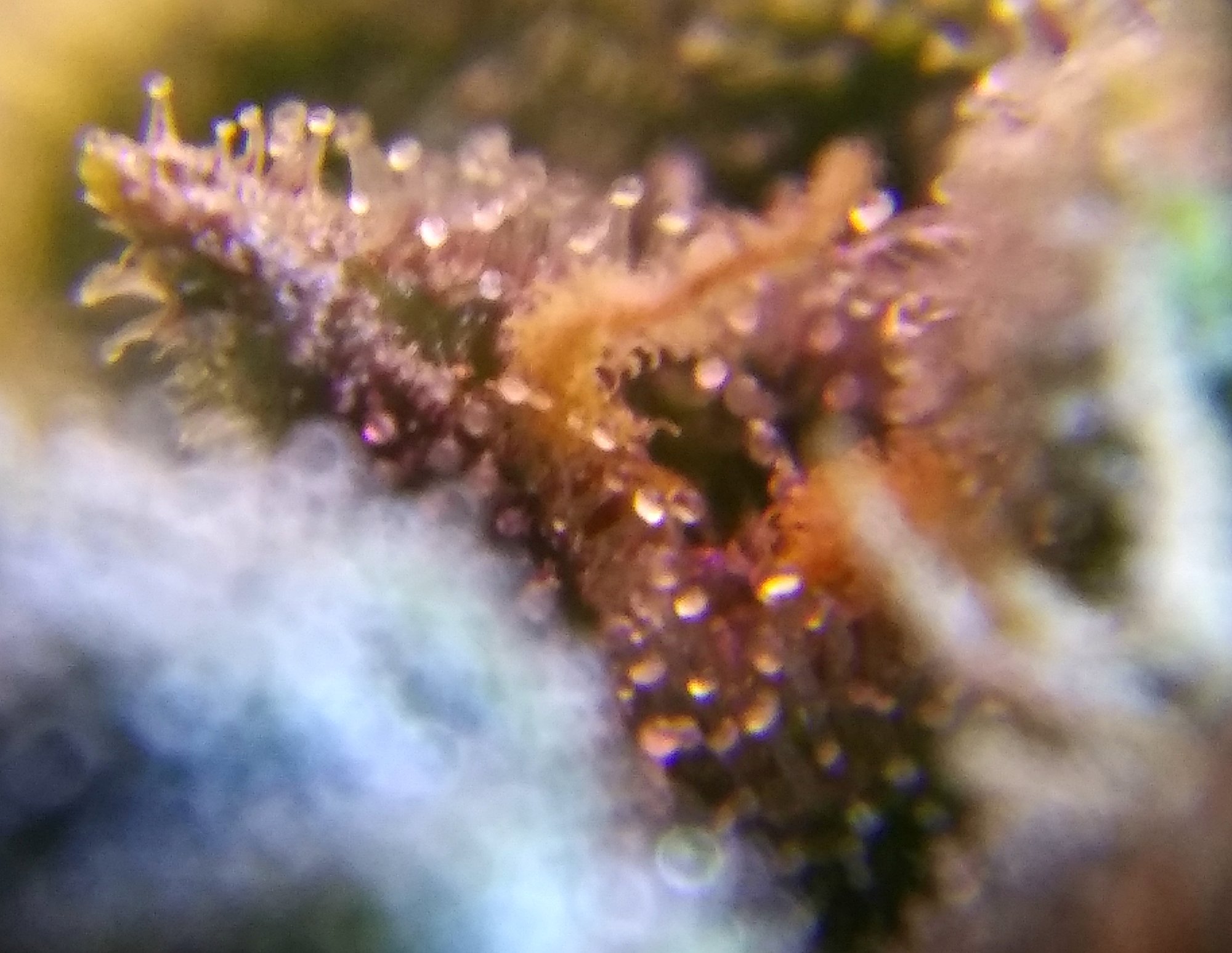 CBD Crack 4-5-20 Day 71 Trich Check (2).jpg