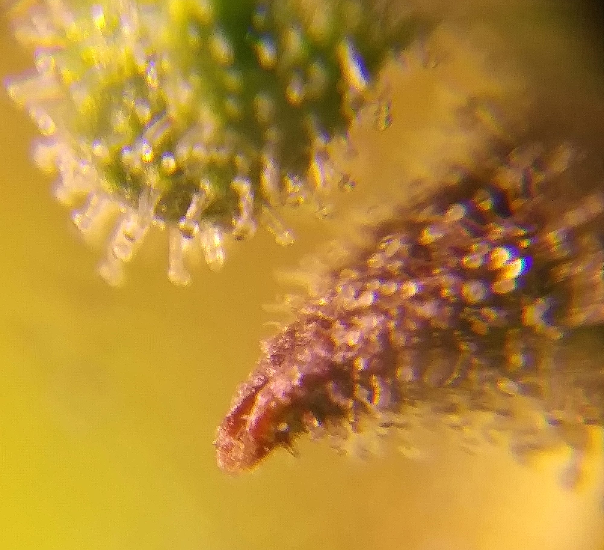 CBD Crack 4-5-20 Day 71 Trich Check (3).jpg