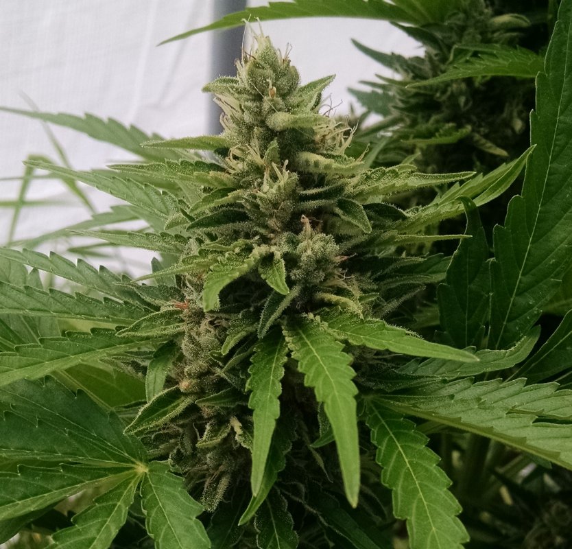 CBD Haze bud pic1 -7-19-2018.jpg