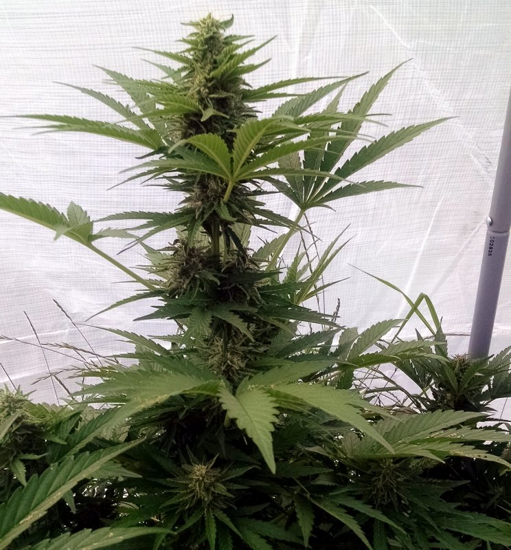 CBD HAZE contest plant pic1 -7-10-2018.jpg