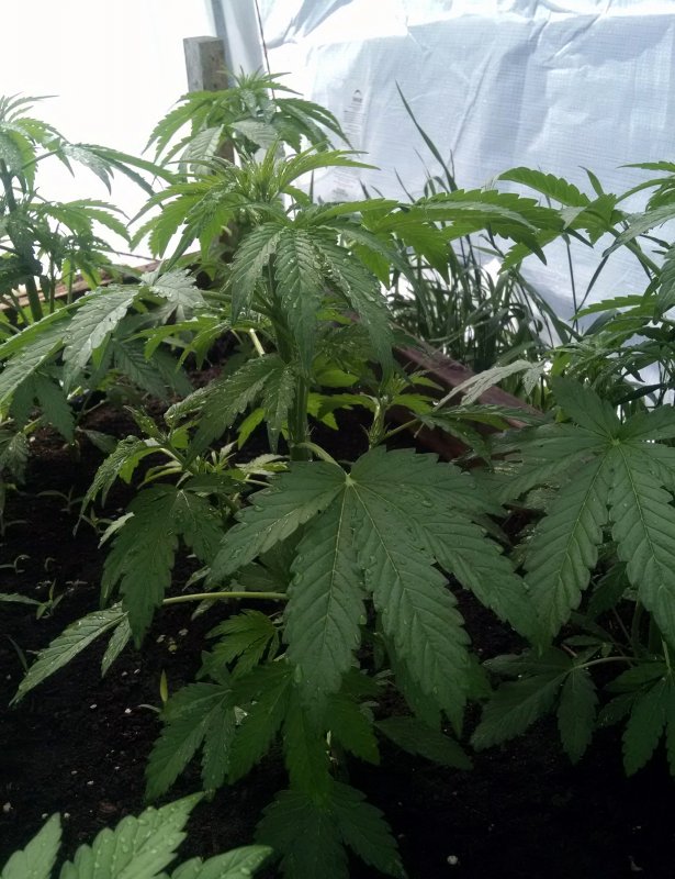 CBD Haze Entry pic1 -6-13-2018.jpg