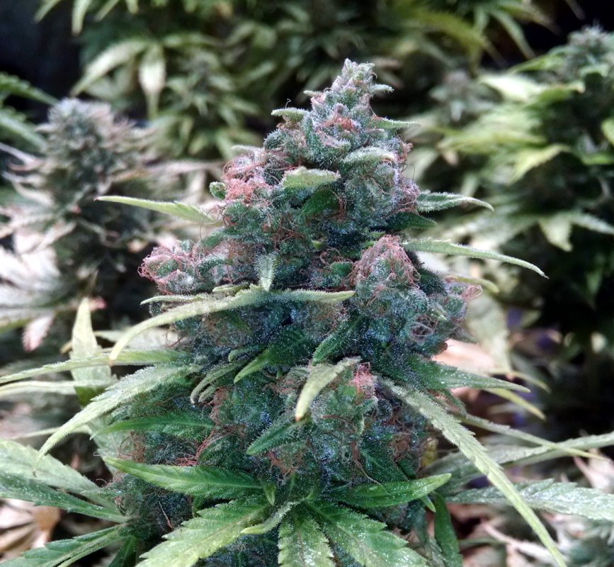 CBD Haze pic 1 -6-8-2018.jpg