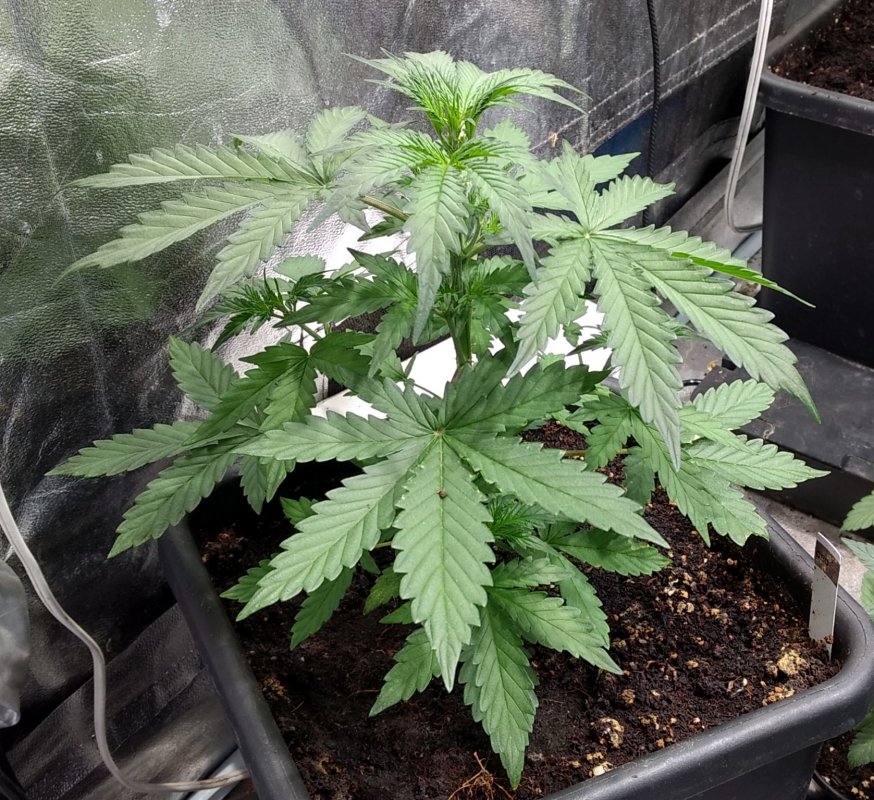 CBD Haze plant 1 pic1 -1-2-2019.jpg