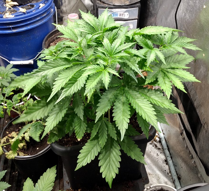 CBD Haze plant 2 pic1 -1-2-2019.jpg