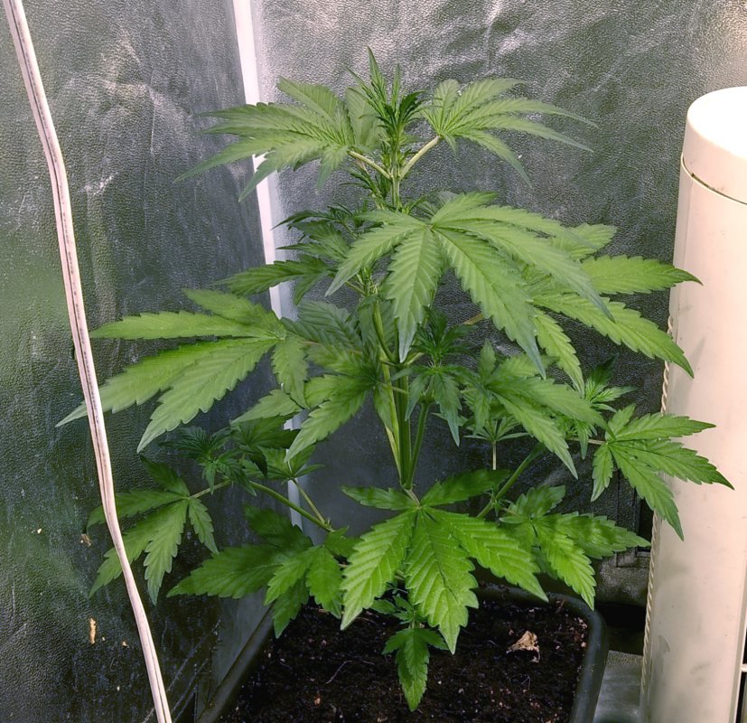 CBD Haze plant 3 pic1 -1-2-2019.jpg