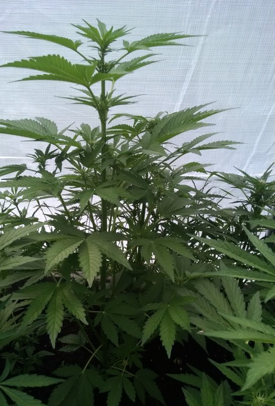 CBD Haze plant1 pic1 -6-20-2018.jpg