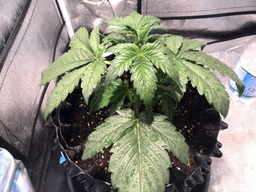 CBD Industrial Plant Day 16 (1).jpg