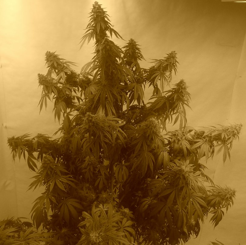 Cbd Kush D154 tree.jpg