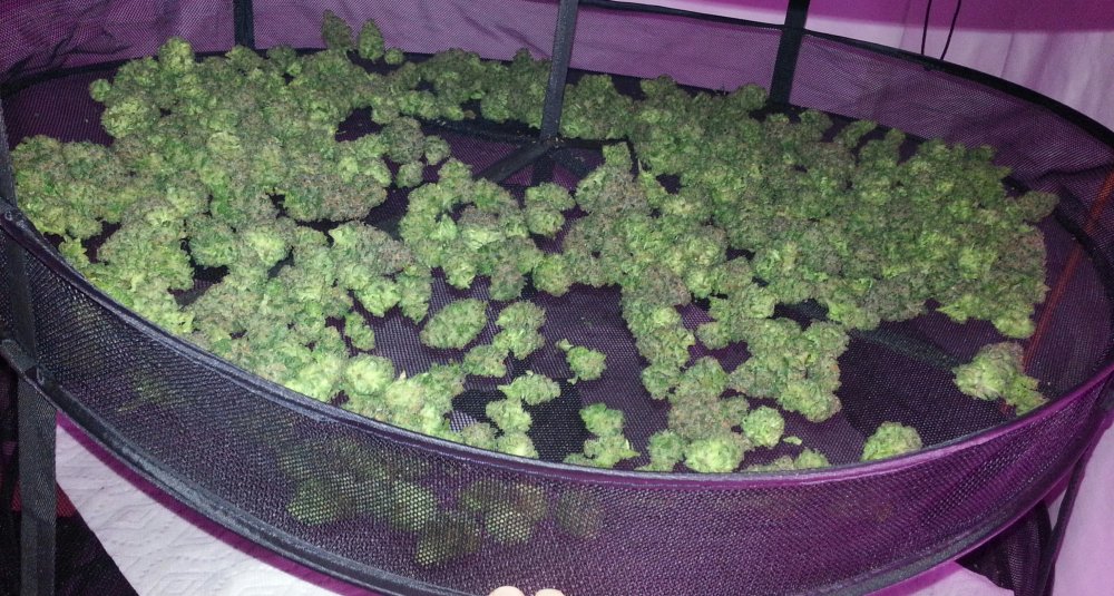 Cbd kush drying.jpg