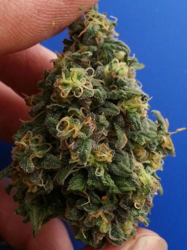 Cbd kush nug 2.jpg