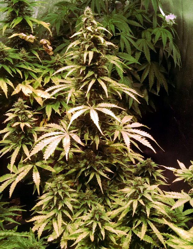 CBD plant 3 pic-1 -6-11-2018.jpg