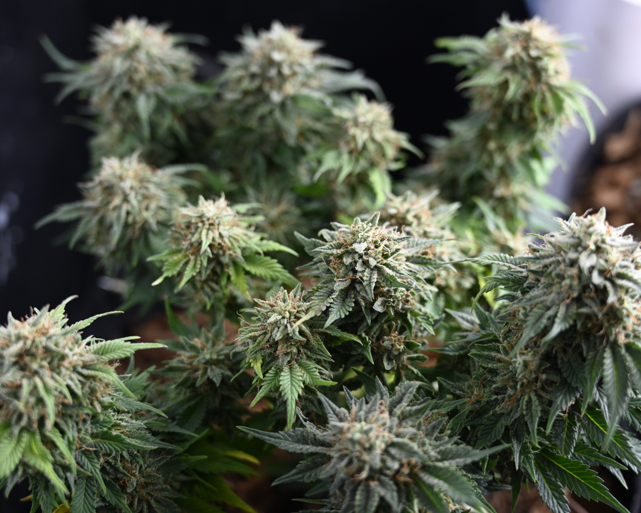 CDLC Harvest Day 71, ANQ 38, GSC 15 - 1.jpg