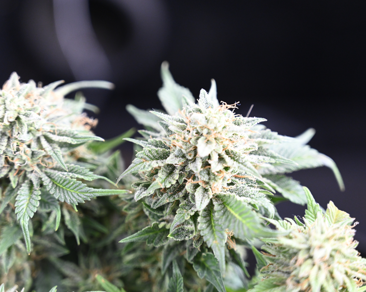 CDLC Harvest Day 71, ANQ 38, GSC 15 - 3.jpg