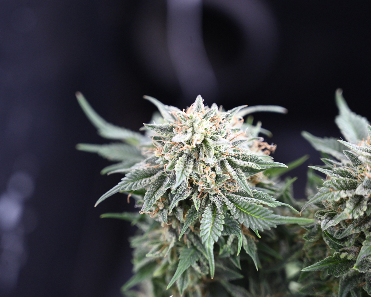 CDLC Harvest Day 71, ANQ 38, GSC 15 - 4.jpg