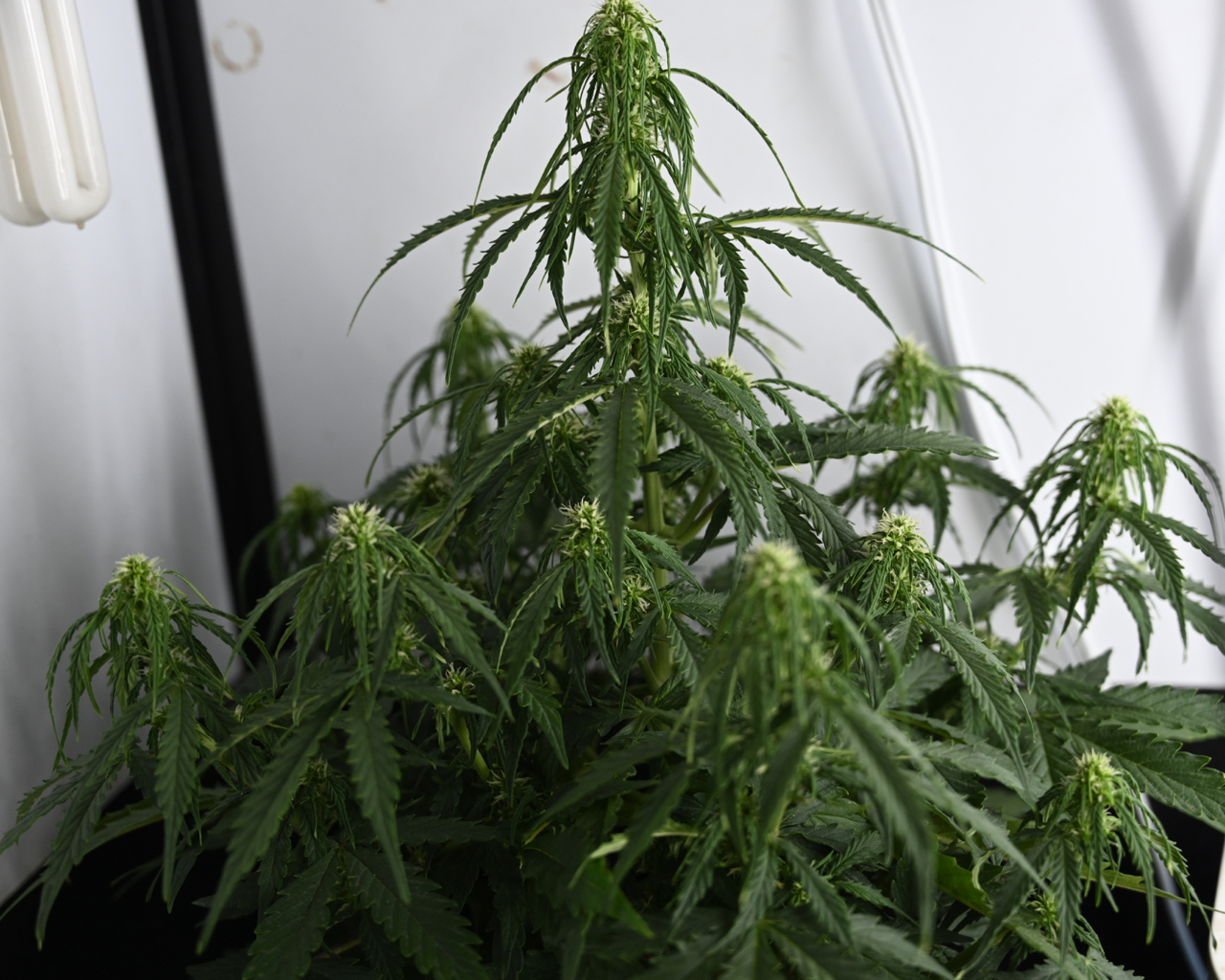 CDLC Harvest Day 71, ANQ 38, GSC 15 - 7.jpg