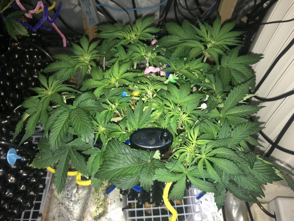 cdlc - post lst day 42.JPG