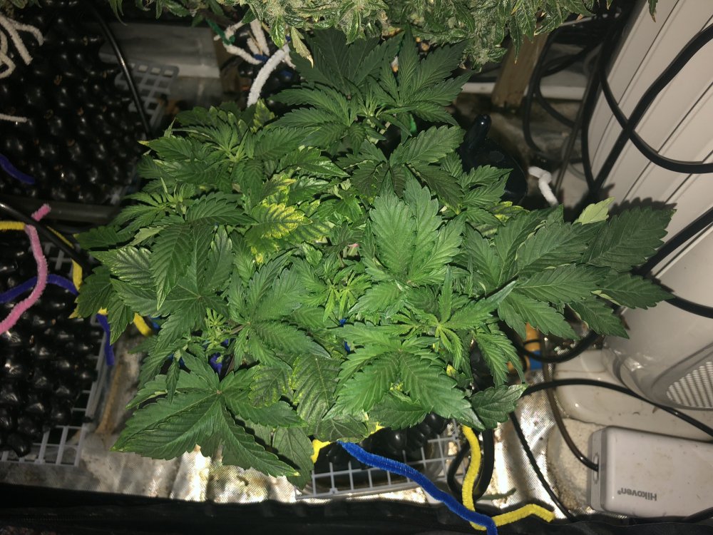 cdlcd pre lst.JPG