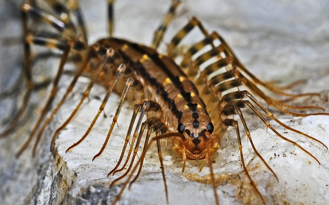 Centipedes-in-Wisconsin-KC-Pest-Control-1080x675.jpg