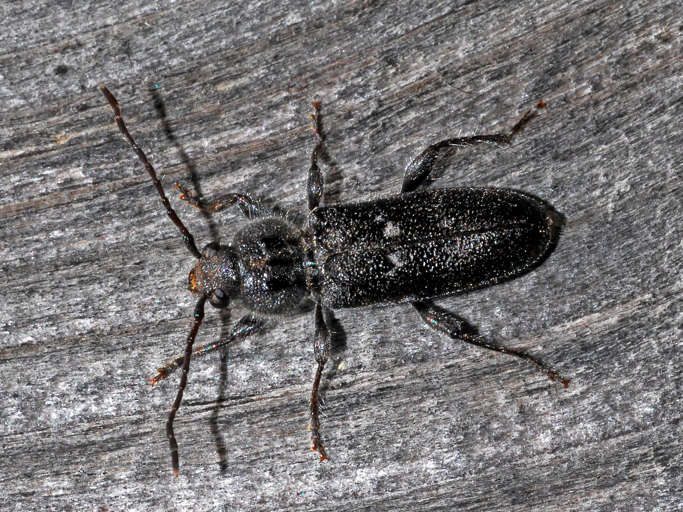 Cerambycidae_-_Hylotrupes_bajulus_(male).jpeg