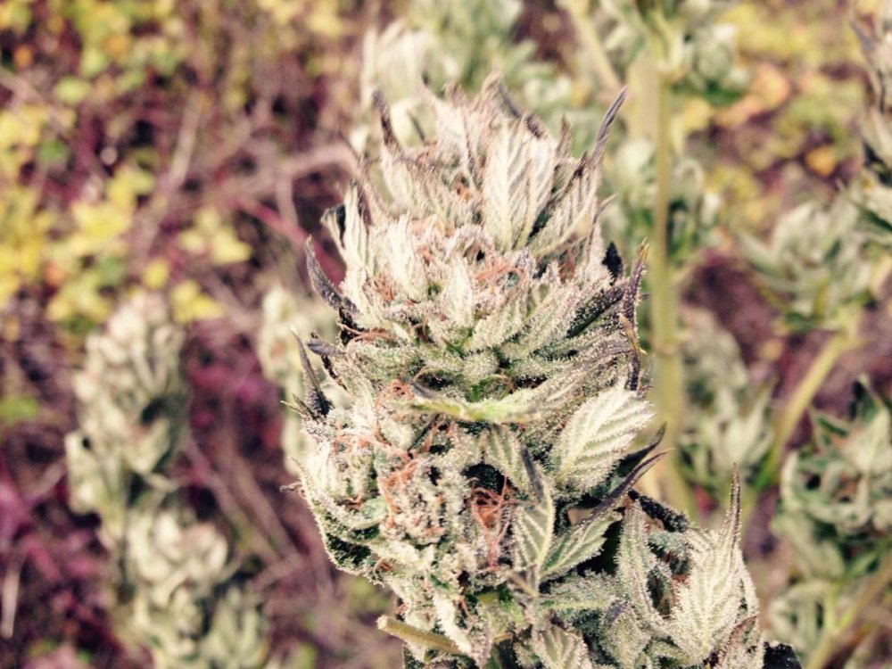 Cheese bud outdoor drying.jpeg