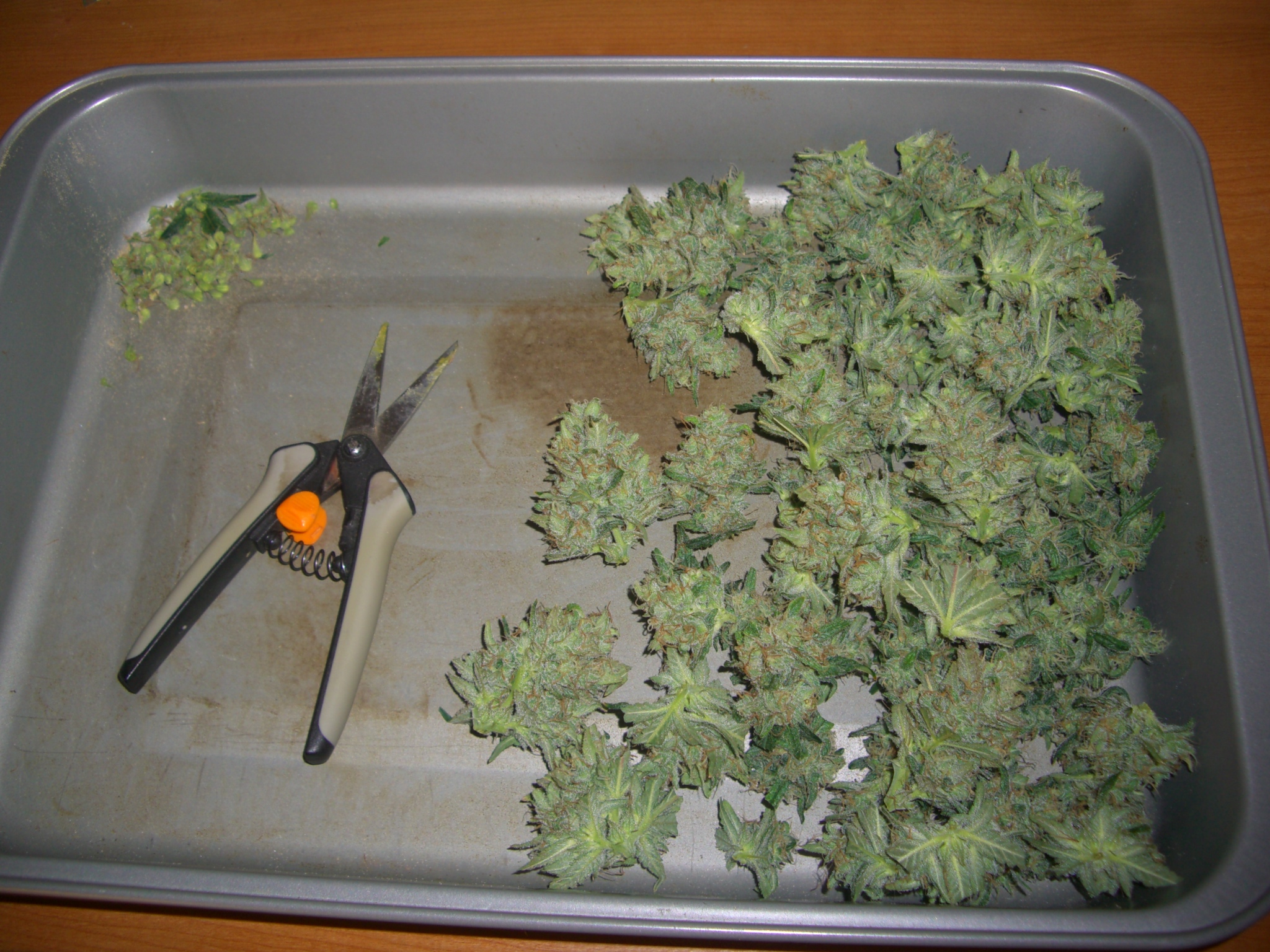 CHEESE CANDY 1 HARVEST 1.JPG