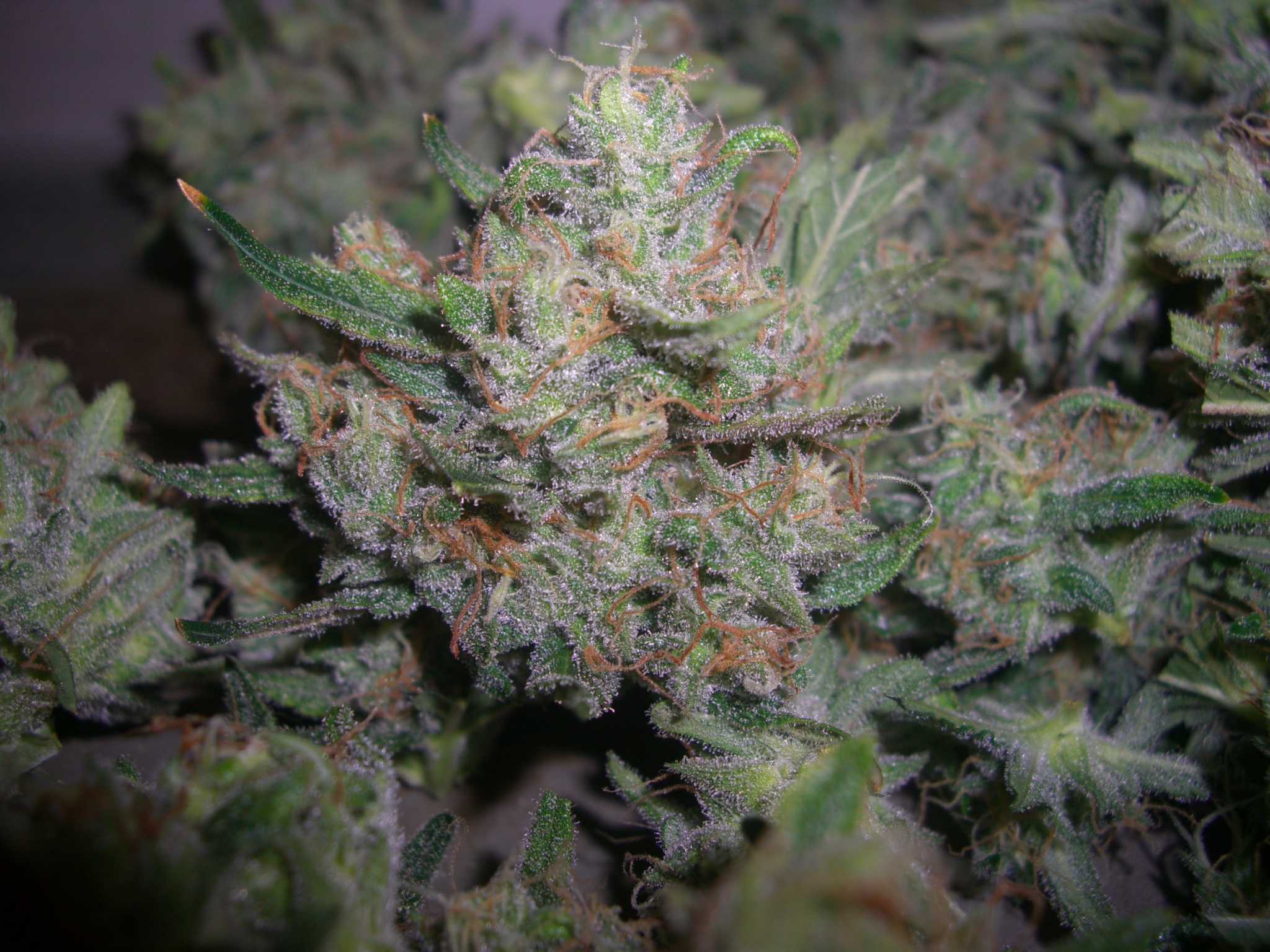 CHEESE CANDY 1 HARVEST 2.JPG