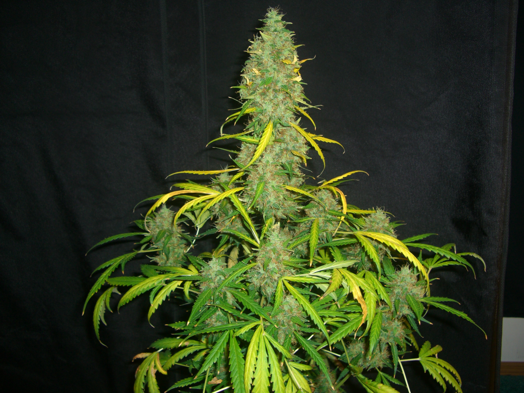 CHEESE CANDY 3_5-27-15 2.JPG