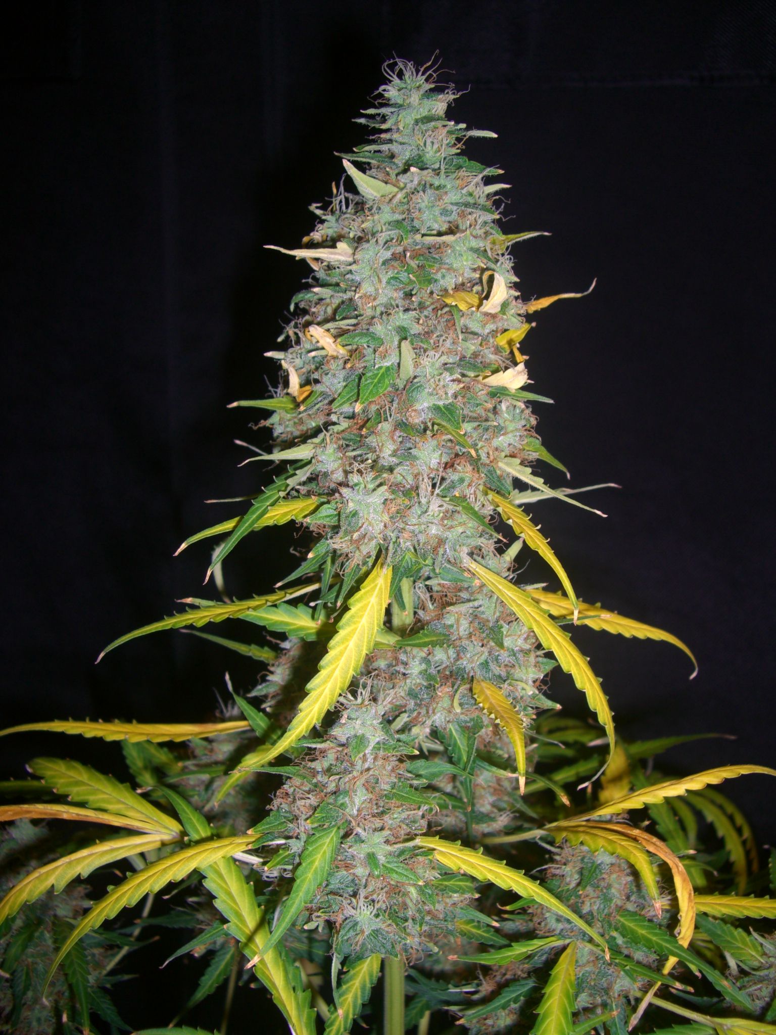 CHEESE CANDY 3_5-27-15 4.JPG