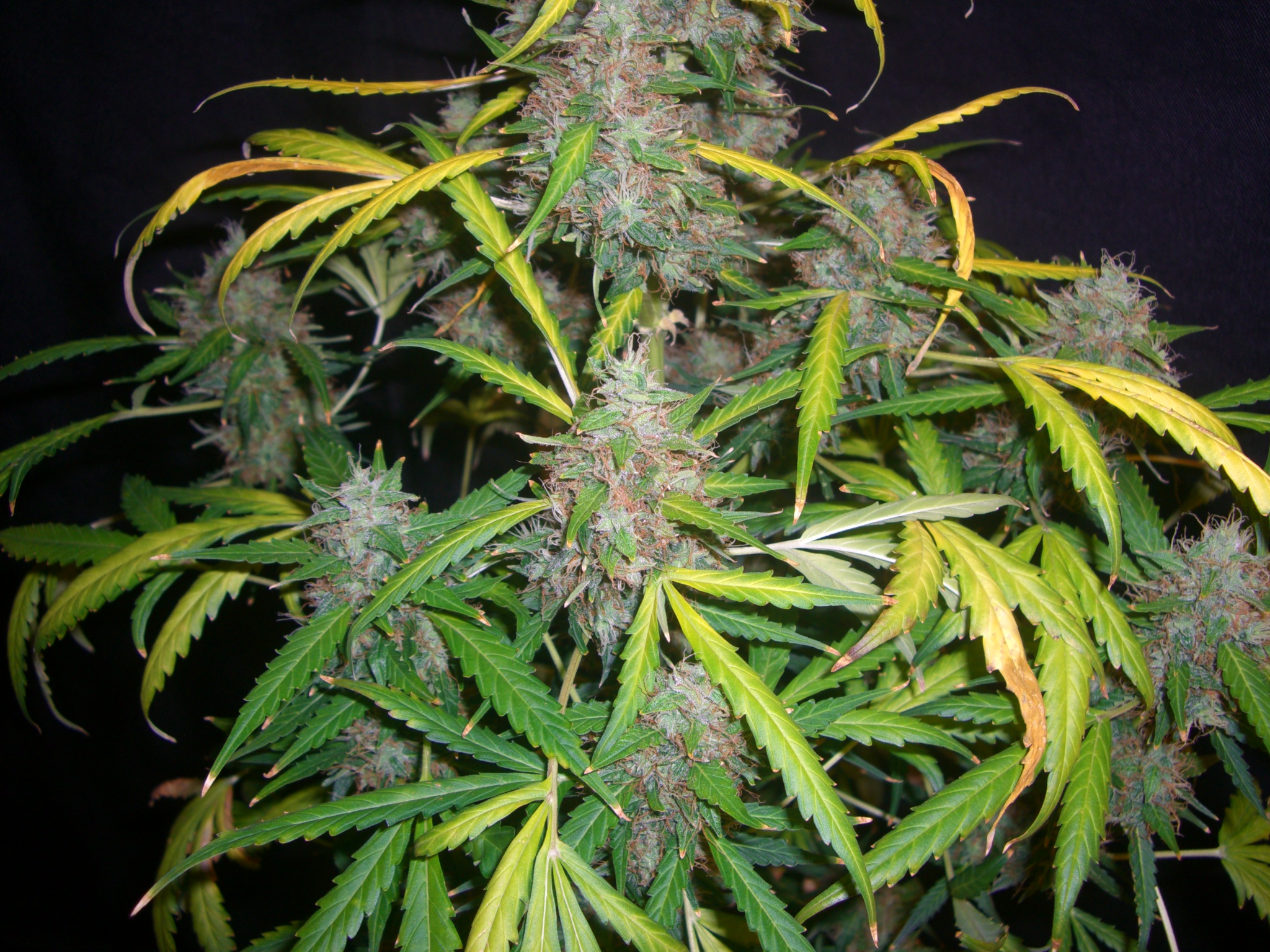 CHEESE CANDY 3_5-27-15 5.JPG