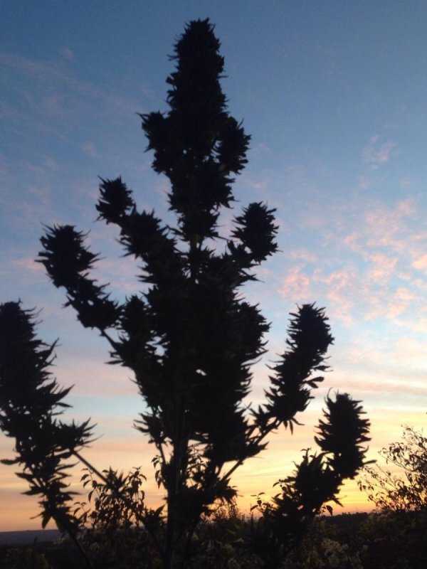 Cheese plant sunset 3.jpeg