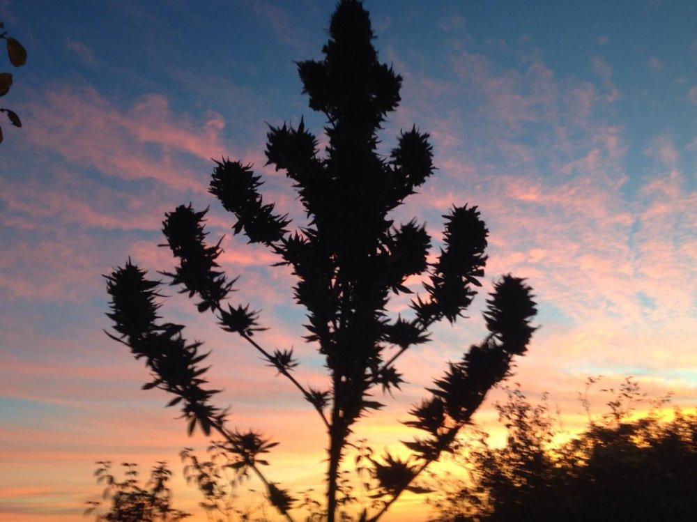 Cheese plant sunset.jpeg