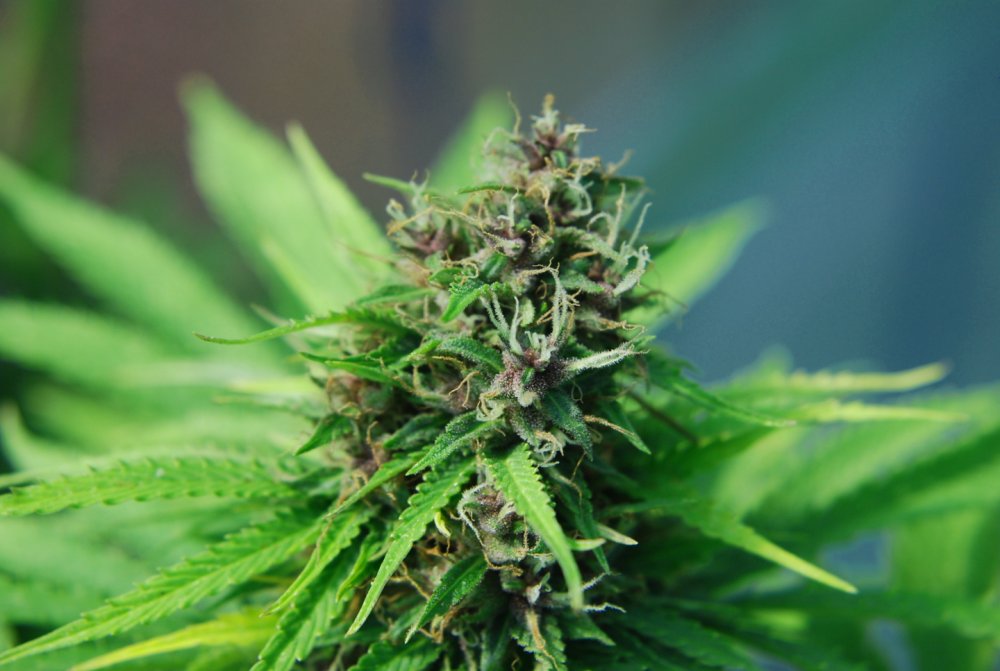 Cheesus Bud pic1 -8-25-2015.JPG