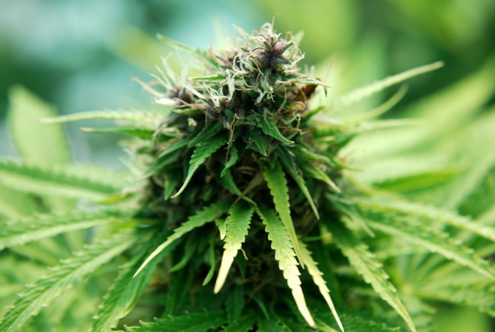 Cheesus Bud pic2 -8-25-2015.JPG