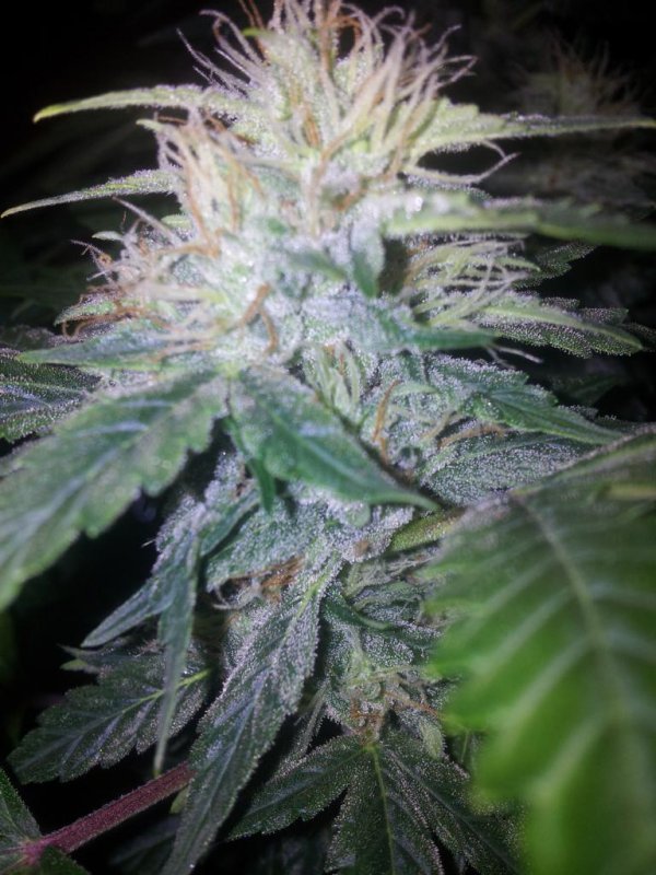 Chemdogging Snowdog Pheno (15).JPG