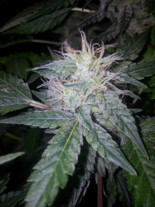 Chemdogging Snowdog Pheno (16).JPG