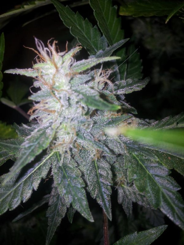 Chemdogging Snowdog Pheno (17).JPG