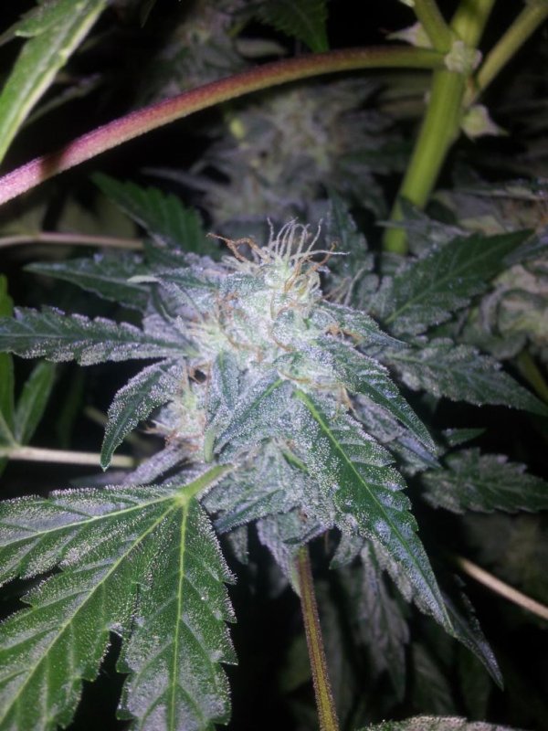 Chemdogging Snowdog Pheno (18).JPG