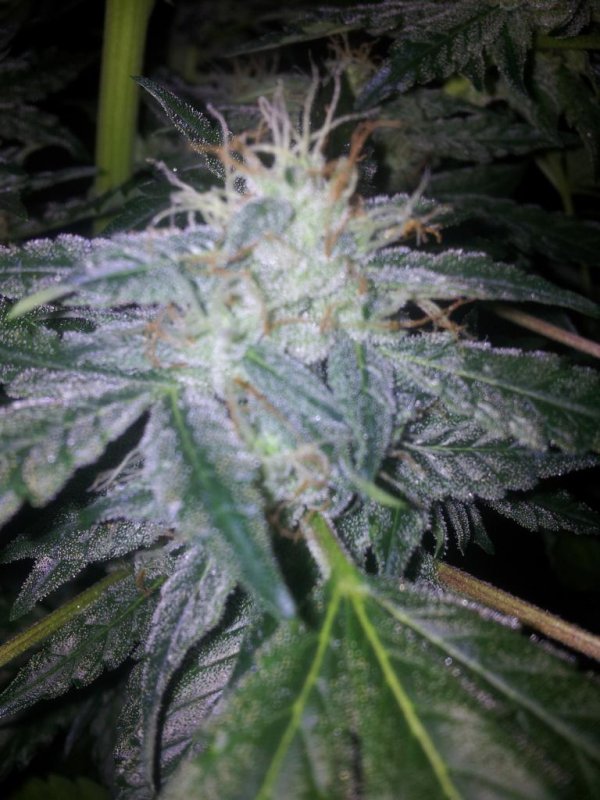 Chemdogging Snowdog Pheno (19).JPG