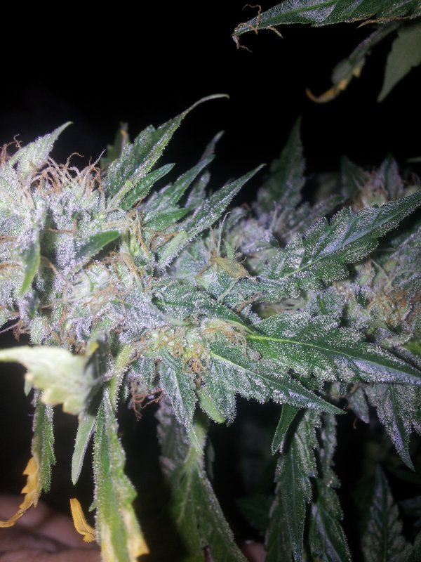 Chemdogging Snowdog Pheno (24).jpg