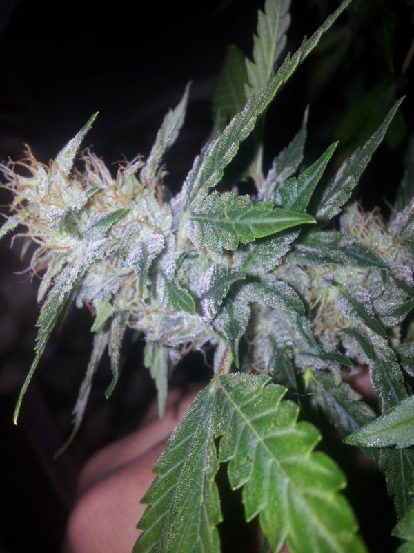 Chemdogging Snowdog Pheno (25).JPG